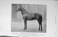 Original Old Antique Print 1911 Photograph Thoroughbred Stallion Berrill 20th