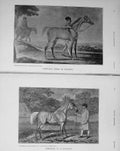 Original Old Antique Print 1911 Gimcrack Horse Sport Stallion 20th Century
