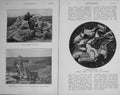 Original Old Antique Print 1911 Shore Shooters Hunting Birds Mallard Sheld-Duck