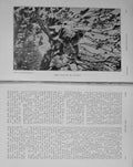 Original Old Antique Print 1911 Photograph Cougar Wild Cat Tree Country 20th