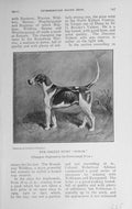 Original Old Antique Print 1912 Oakley Hunt Byron Hound Dog Peterborough Show