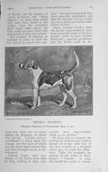 Original Old Antique Print 1912 Meynell Waverley Dog Hound Peterborough Show