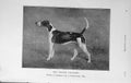Original Old Antique Print 1912 Craven Vagabond Hound Dog Peterborough Show