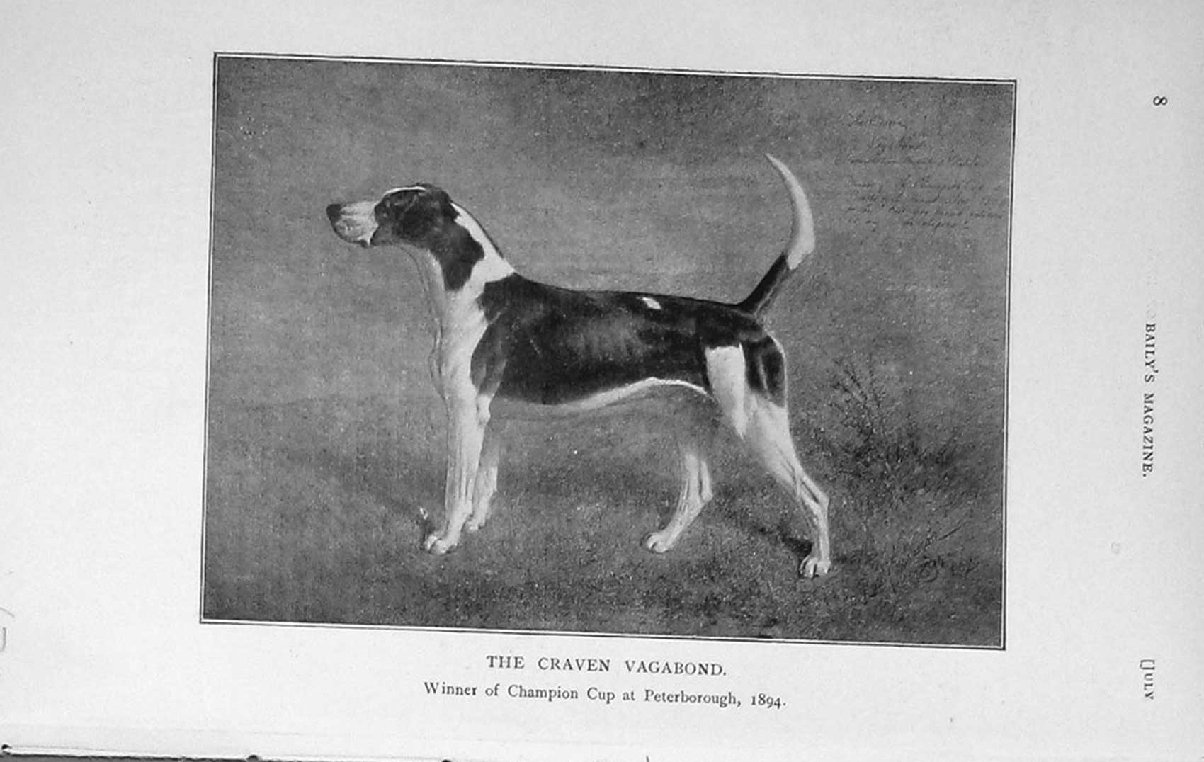 Original Old Antique Print 1912 Craven Vagabond Hound Dog Peterborough Show