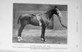 Original Old Antique Print 1912 Photograph Hunter Gelding The Snob Horse 20th
