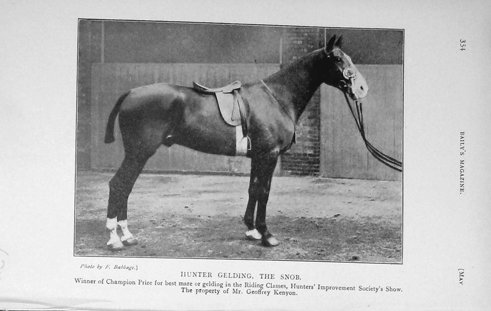 Original Old Antique Print 1912 Photograph Hunter Gelding The Snob Horse 20th