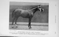 Original Old Antique Print 1912 Photograph Stallion King'S Courtship Horse 20th