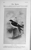 Original Old Antique Print 1912 Photograph Martin Bird Baily'S Magazine 20th