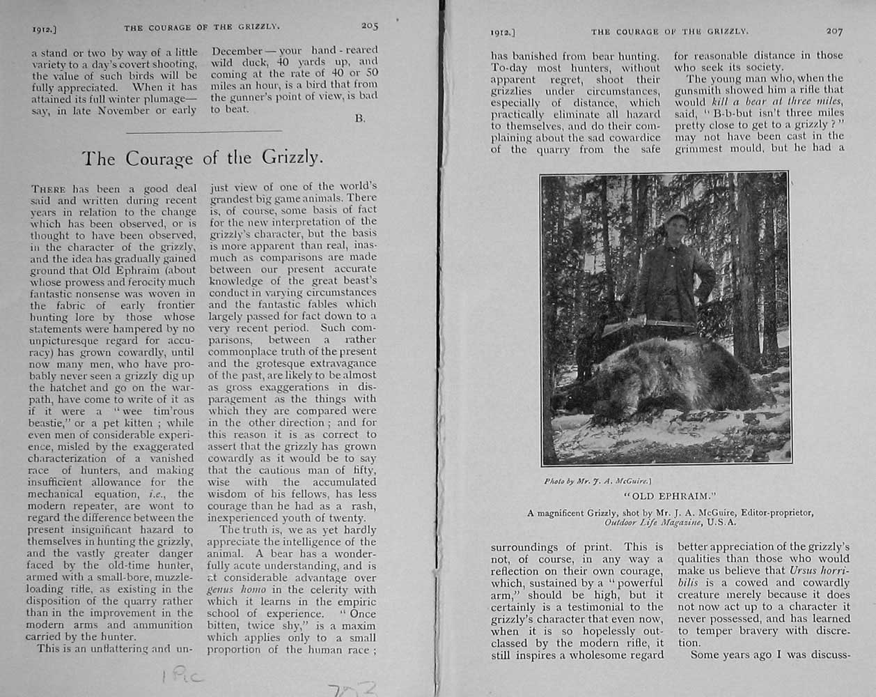 Original Old Antique Print 1912 Photograph Grizzly Bear Hunting Mcguire 20th