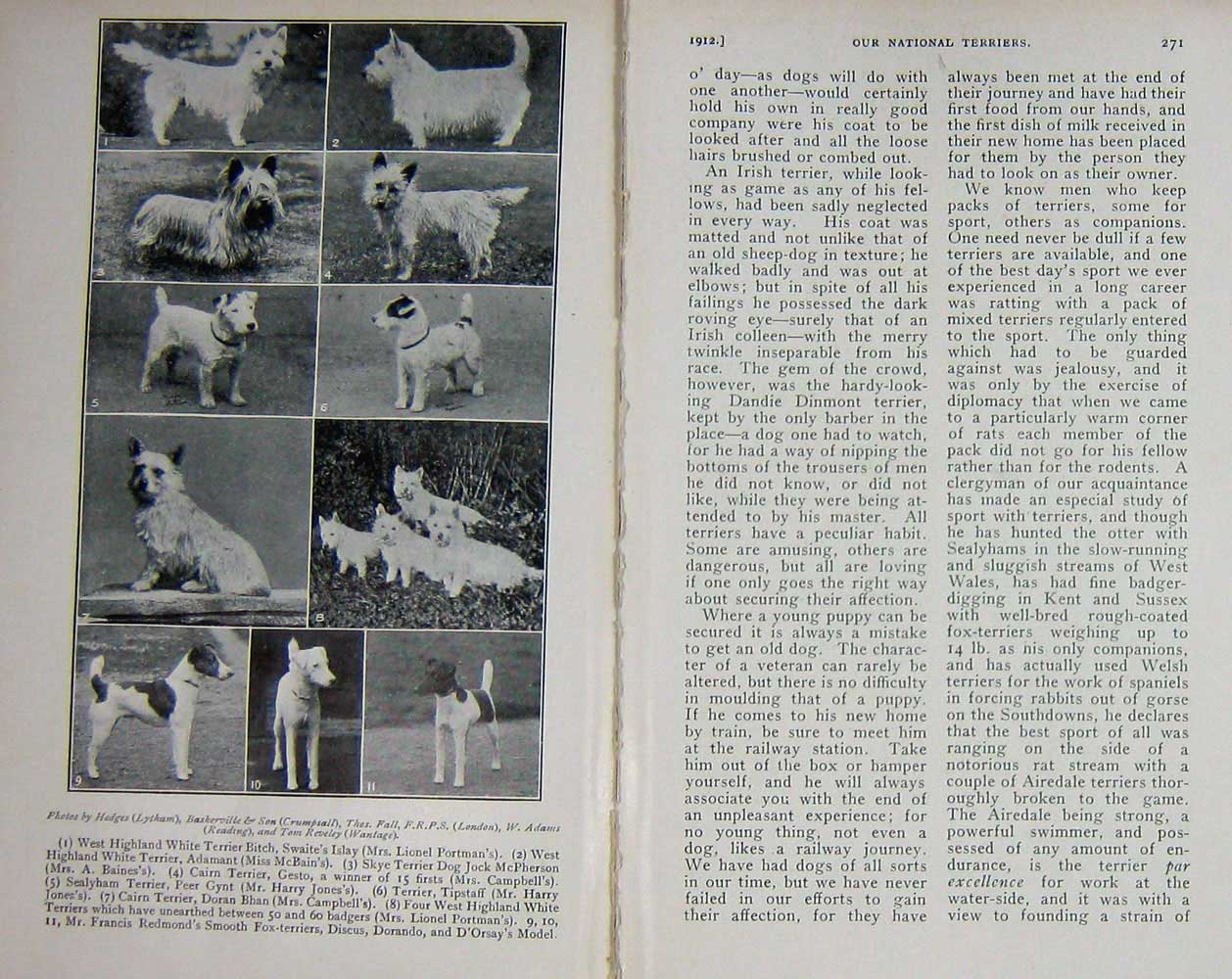 Old Antique Print 1912 Photograph Terrier Dogs Skye Cairn West Highland 20th