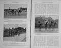 Original Old Antique Print 1912 Horses Telltale Halcyon Grey Mist Balfor Show