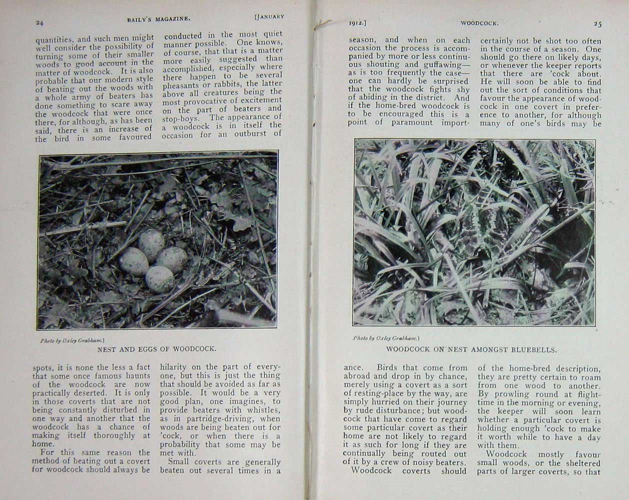 Original Old Antique Print 1912 Photograph Woodcock Eggs Nest Bird 20th Century