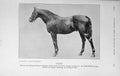 Original Old Antique Print 1913 Photograph Horse Santoi Sire Shogun Yama 20th