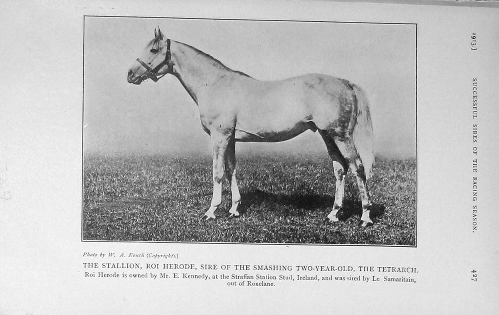 Original Old Antique Print 1913 Photograph Stallion Roi Herode Tetrarch Horse