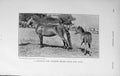 Original Old Antique Print 1913 Photograph Exmoor Brood Mare Foal Horse 20th