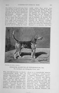 Original Old Antique Print 1913 Champion Hound Dog Peterborough Linlithgow 20th