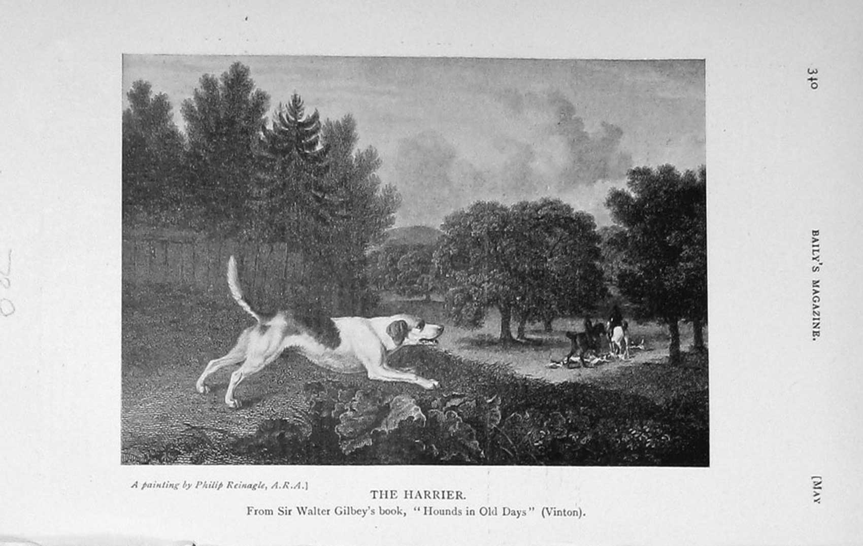 Original Old Antique Print 1913 Harrier Hound Dog Hunting Country 20th Century
