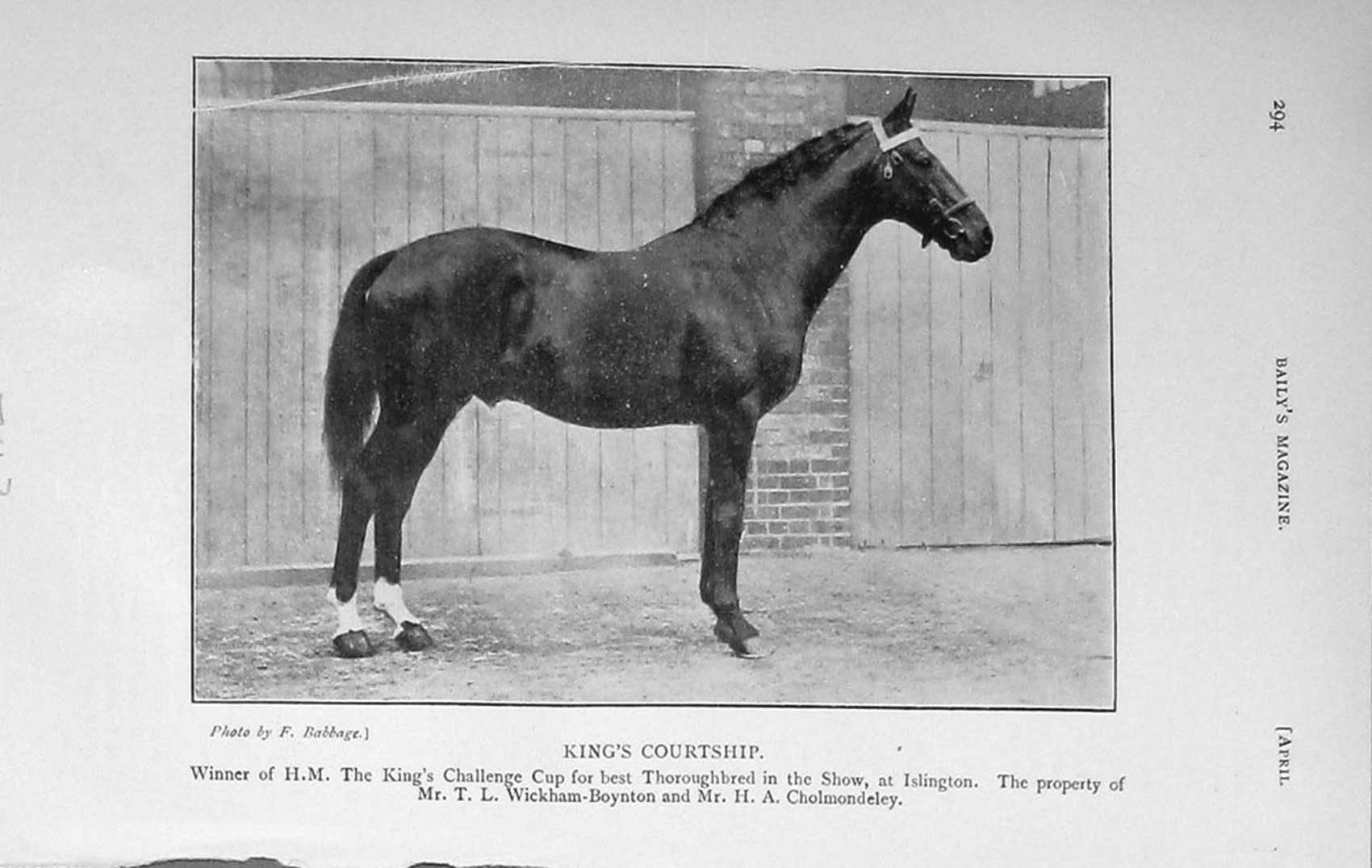Old Antique Print 1913 Photograph King'S Courtship Horse Islington Show 20th