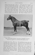 Original Old Antique Print 1913 Champion Hackney Stallion Hopwood Viceroy Horse