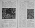 Original Old Antique Print 1913 Photograph Partridge Eggs Nest Bird Nature 20th