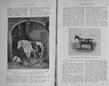 Original Old Antique Print 1913 Horses Pony Polo Children Vineyard 20th Century