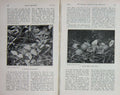 Original Old Antique Print 1913 Pheasant Eggs Nest Bracken Photograph Country