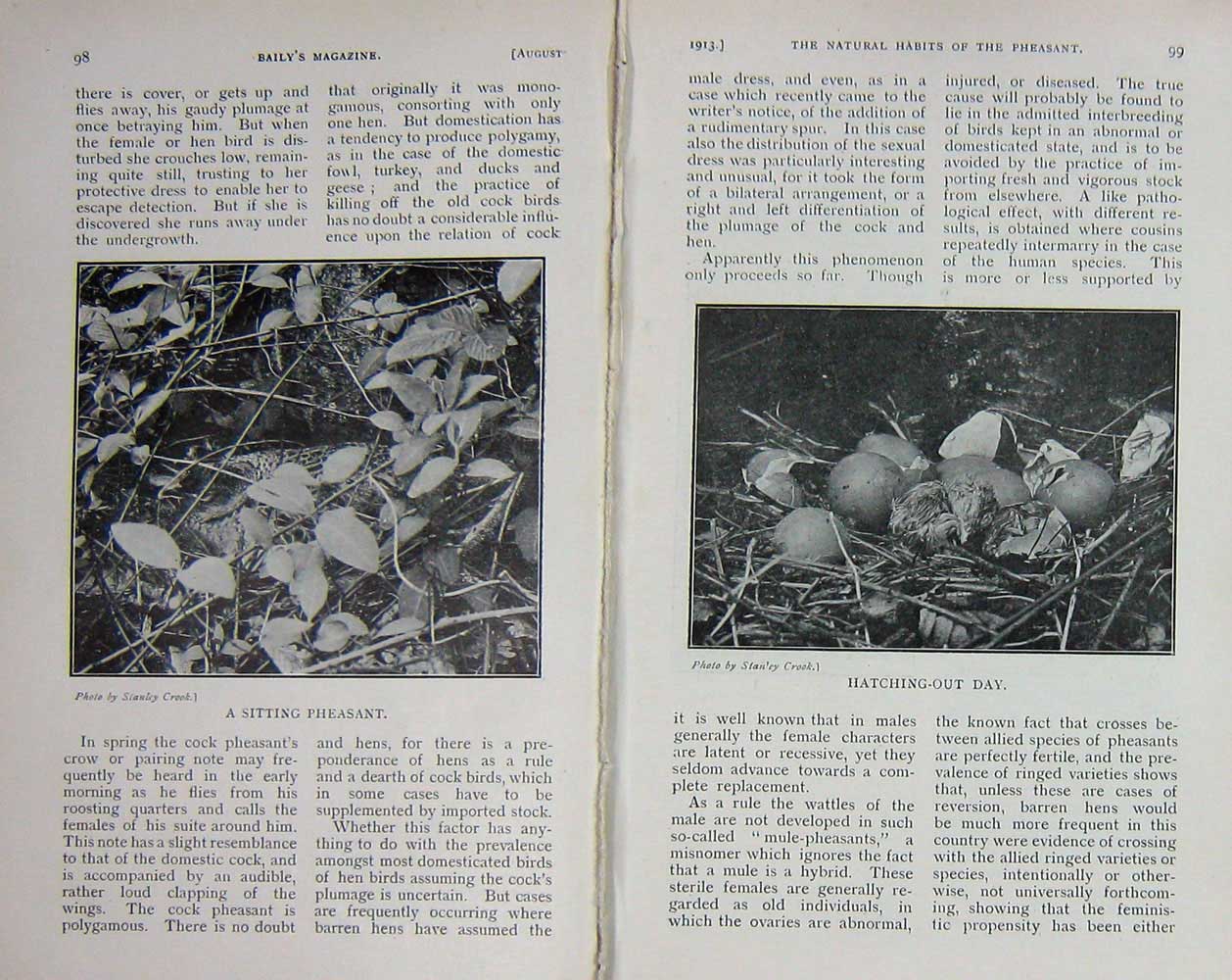 Original Old Antique Print 1913 Pheasant Eggs Nest Bracken Photograph Country