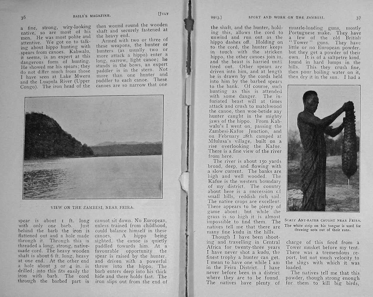 Original Old Antique Print 1913 Photograph Zambesi River Anteater Feira 20th
