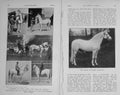 Old Antique Print 1913 Horses Greys Arab Zoowar Olympia Garron Stallion 20th