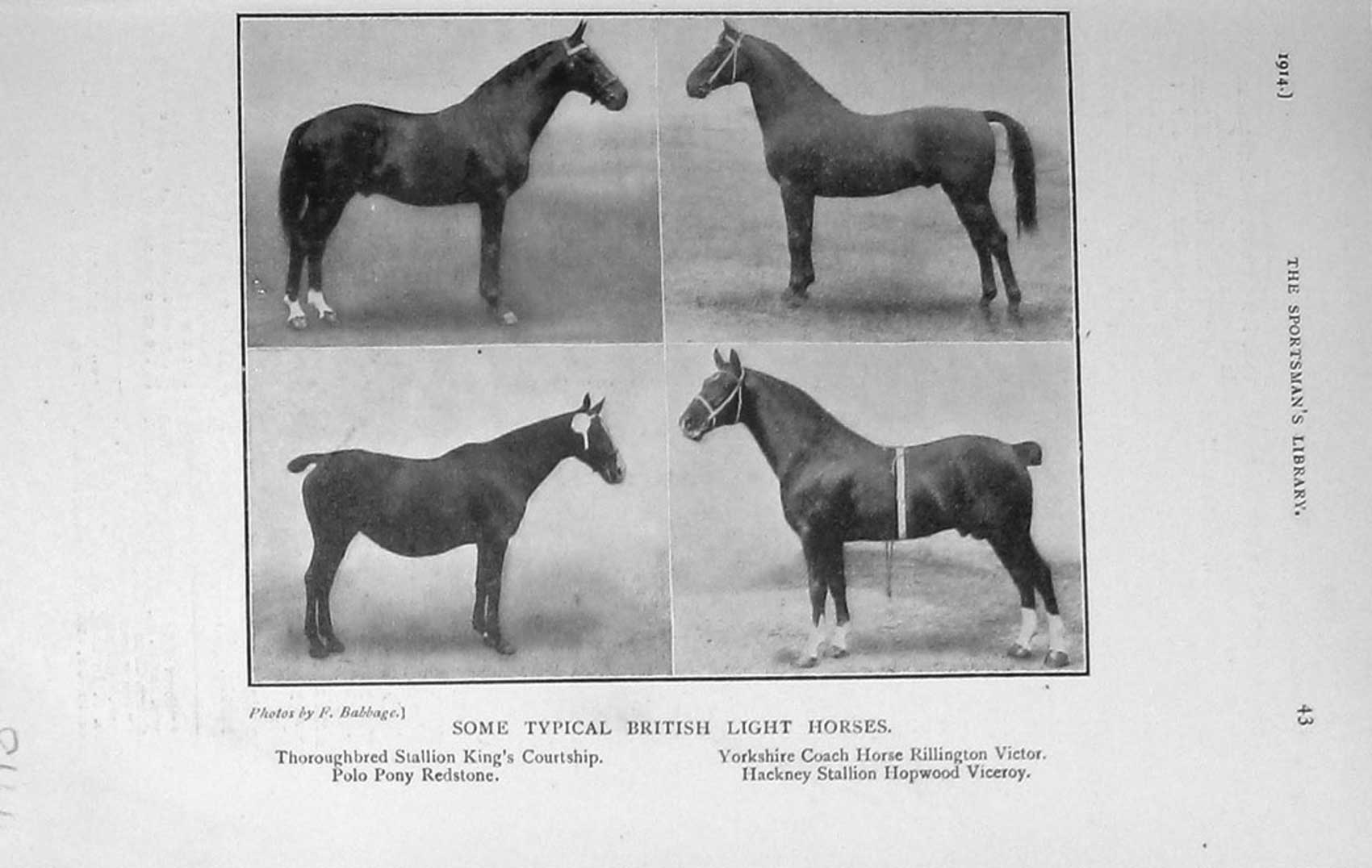 Old Antique Print 1914 British Light Horses Viceroy Victor Polo Redstone 20th
