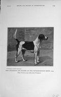 Original Old Antique Print 1914 Champion Dog Hound Peterborough Show Wiseman