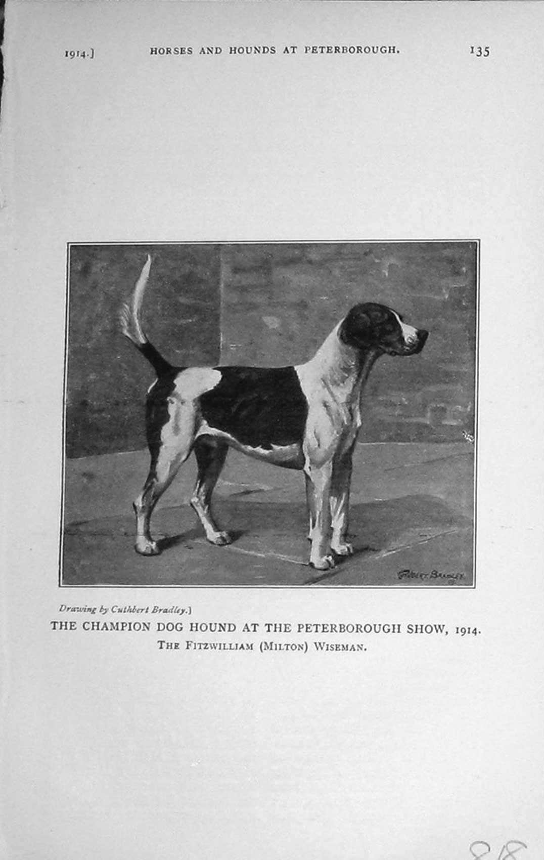 Original Old Antique Print 1914 Champion Dog Hound Peterborough Show Wiseman
