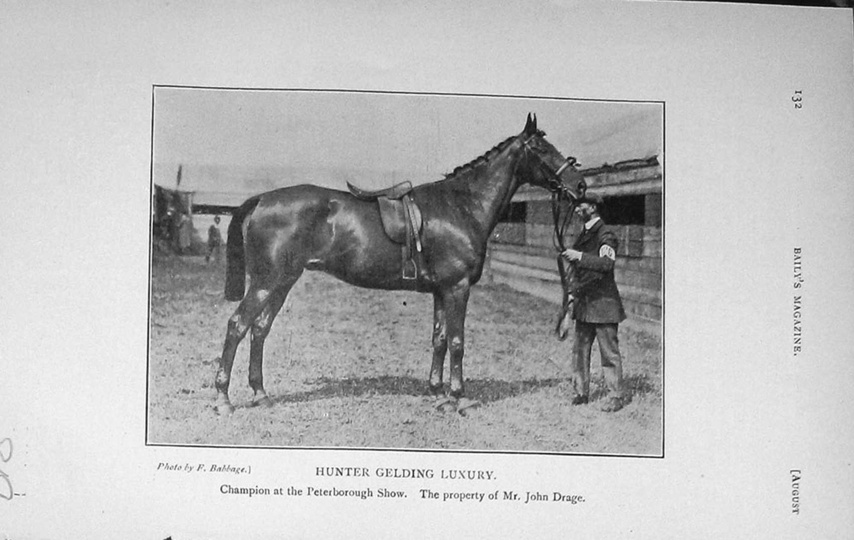 Original Old Antique Print 1914 Hunter Gelding Luxury Peterborough Show Drage