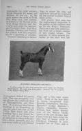 Old Antique Print 1914 Eustace Barlow Birk Gill Horse Stallion Antonius 20th
