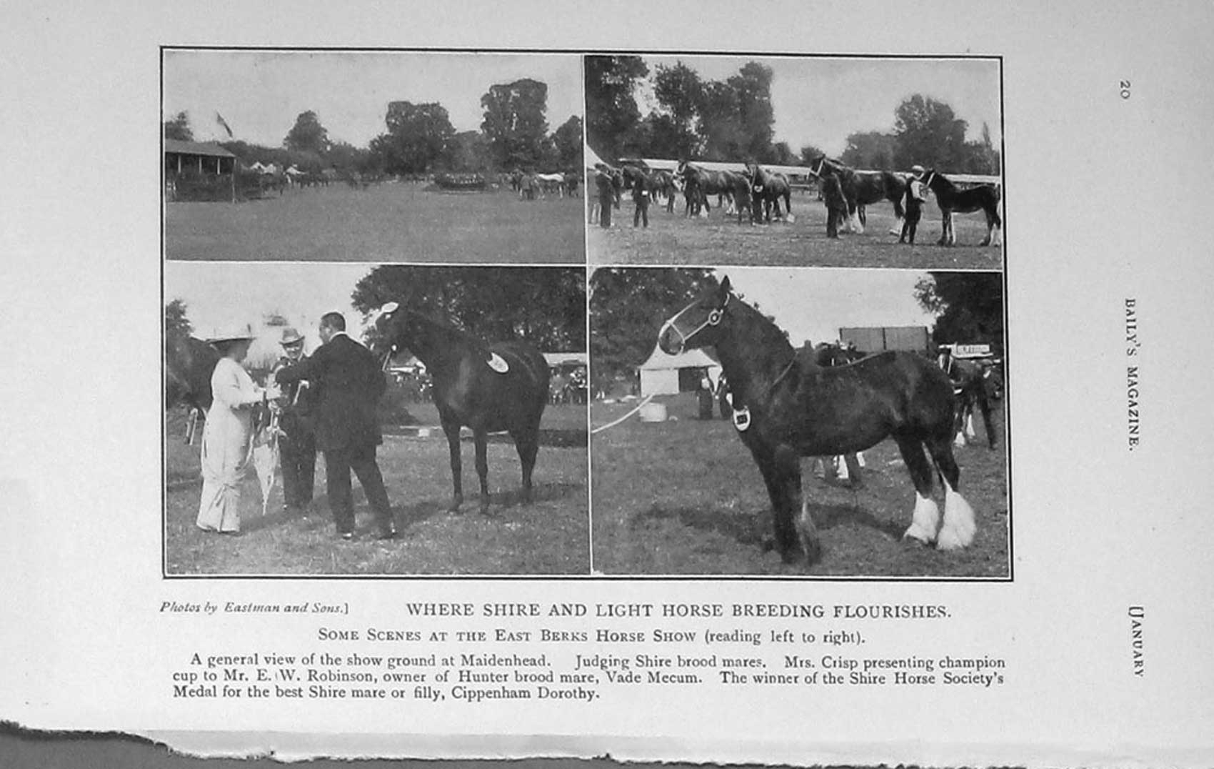 Old Antique Print 1914 Chapman Horse Lady Stern Shire Berks Show Photo 20th