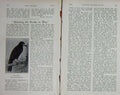 Original Old Antique Print 1914 Rook Bird Shooting Baily'S Magazine 20th