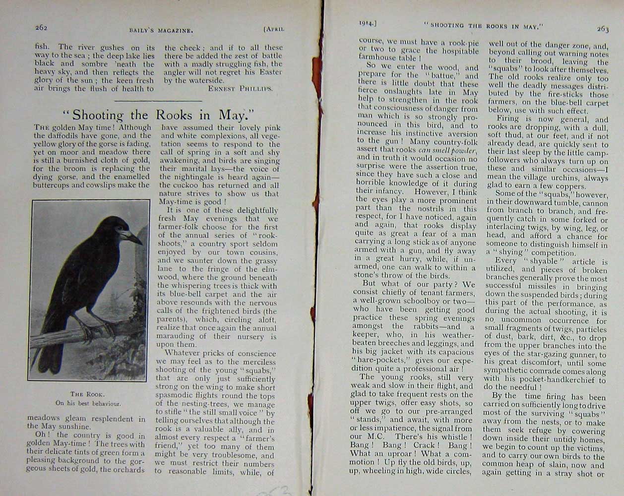 Original Old Antique Print 1914 Rook Bird Shooting Baily'S Magazine 20th