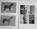 Old Antique Print 1914 Horses Sunrise Black Fashion Spain Vineyards Cart 20th