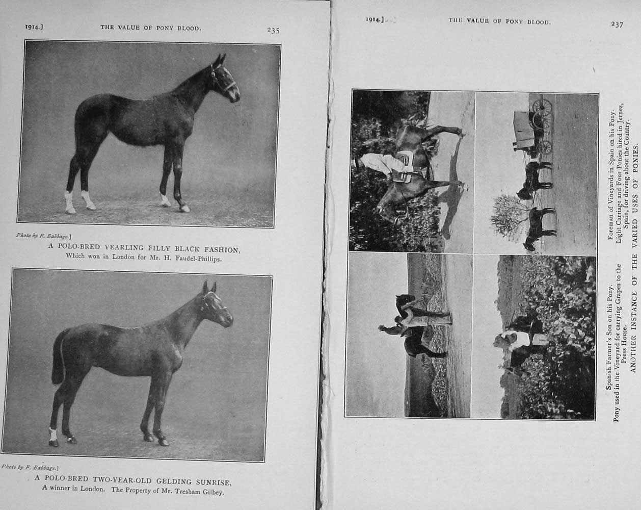 Old Antique Print 1914 Horses Sunrise Black Fashion Spain Vineyards Cart 20th