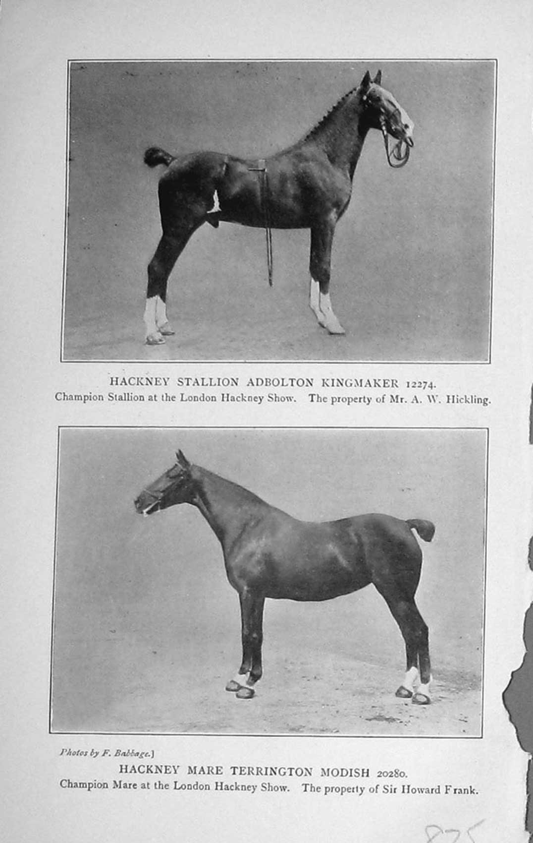 Original Old Antique Print 1915 Horse Stallion Adbolton Kingmaker Terrington