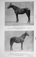 Original Old Antique Print 1915 Hunter Filly Horse Repeat Polo Stallion Spanish