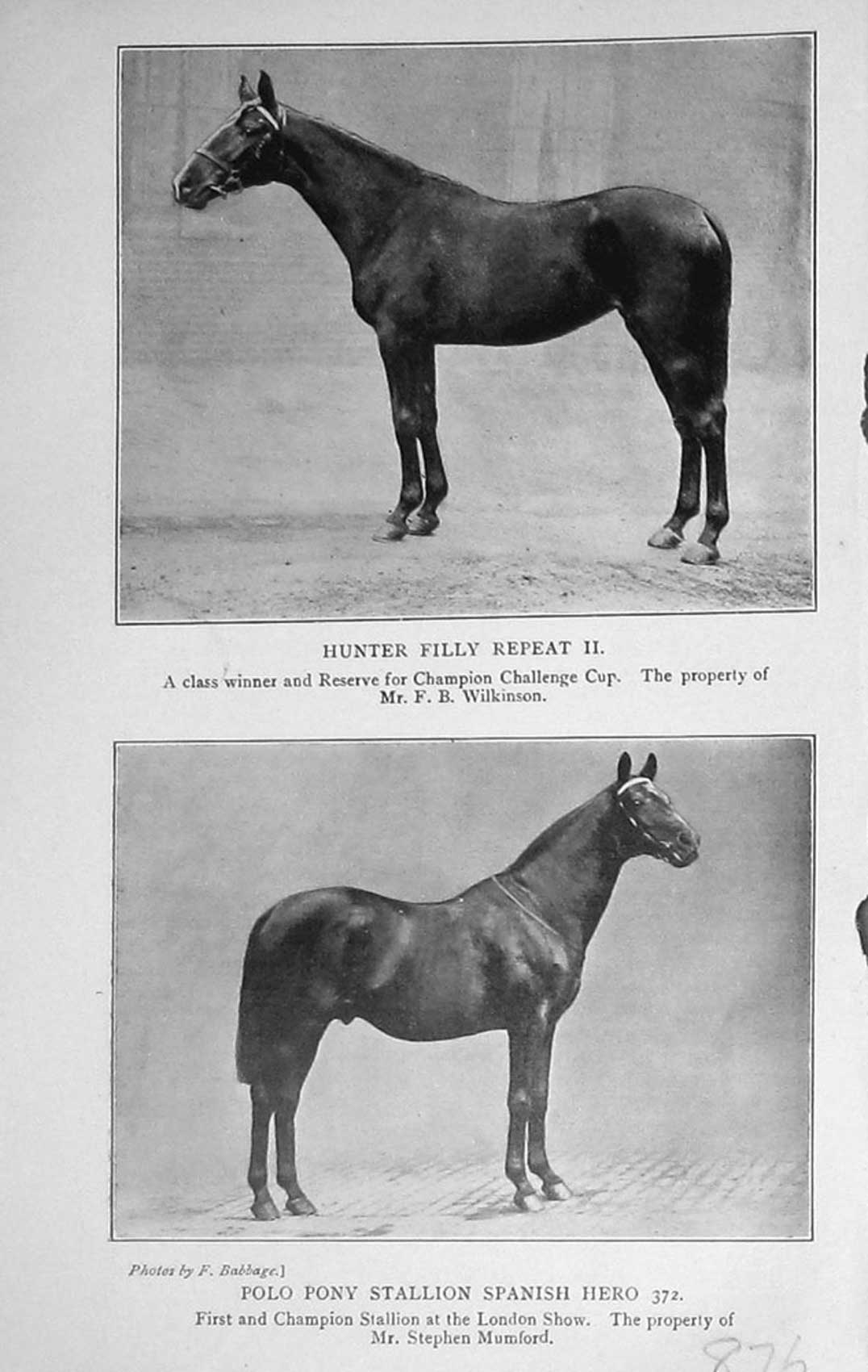 Original Old Antique Print 1915 Hunter Filly Horse Repeat Polo Stallion Spanish