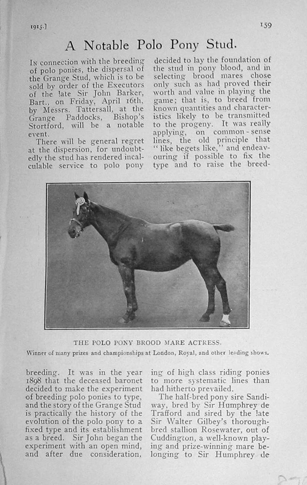 Original Old Antique Print 1915 Photograph Polo Pony Brood Mare Actress Horse