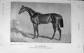 Original Old Antique Print 1915 Bay Middleton Derby Race Horse 20th Century
