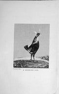Original Old Antique Print 1915 Ginger-Red Cock Bird Baily'S 20th Century
