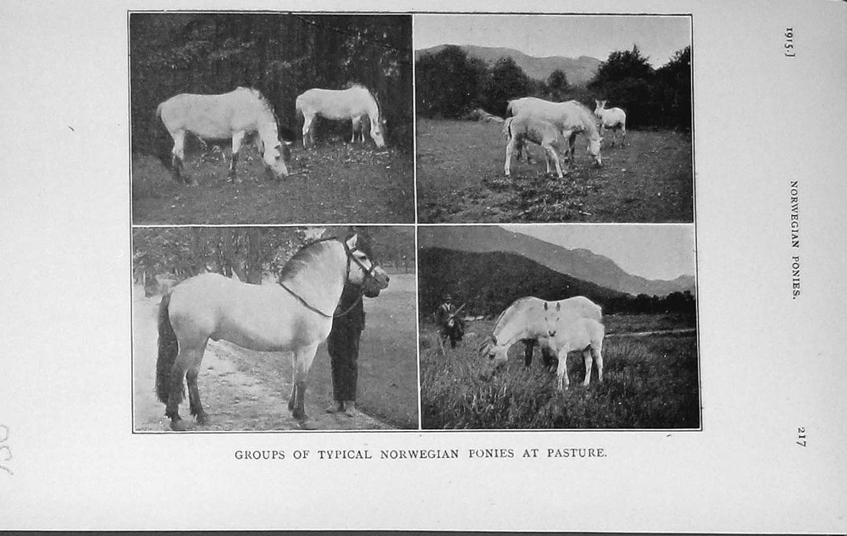 Original Old Antique Print 1915 Photograph Norwegian Ponies Horses 20th Century