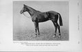 Old Antique Print 1916 Colt Hurry Marcovil-Tout Suite Horse Racing Sport 20th