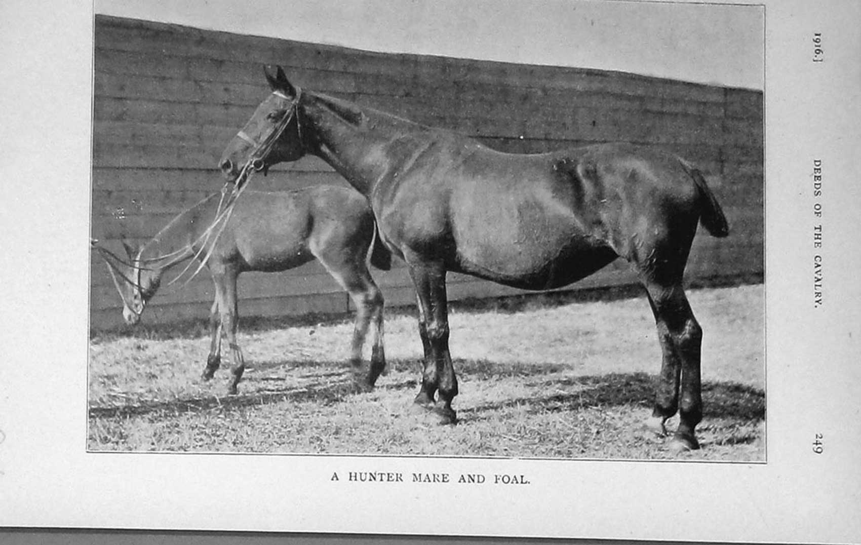 Original Old Antique Print 1916 Photograph Hunter Mare Foal Horses 20th Century