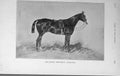 Original Old Antique Print 1916 Officers Charger Horse War Cavalry 20th Century