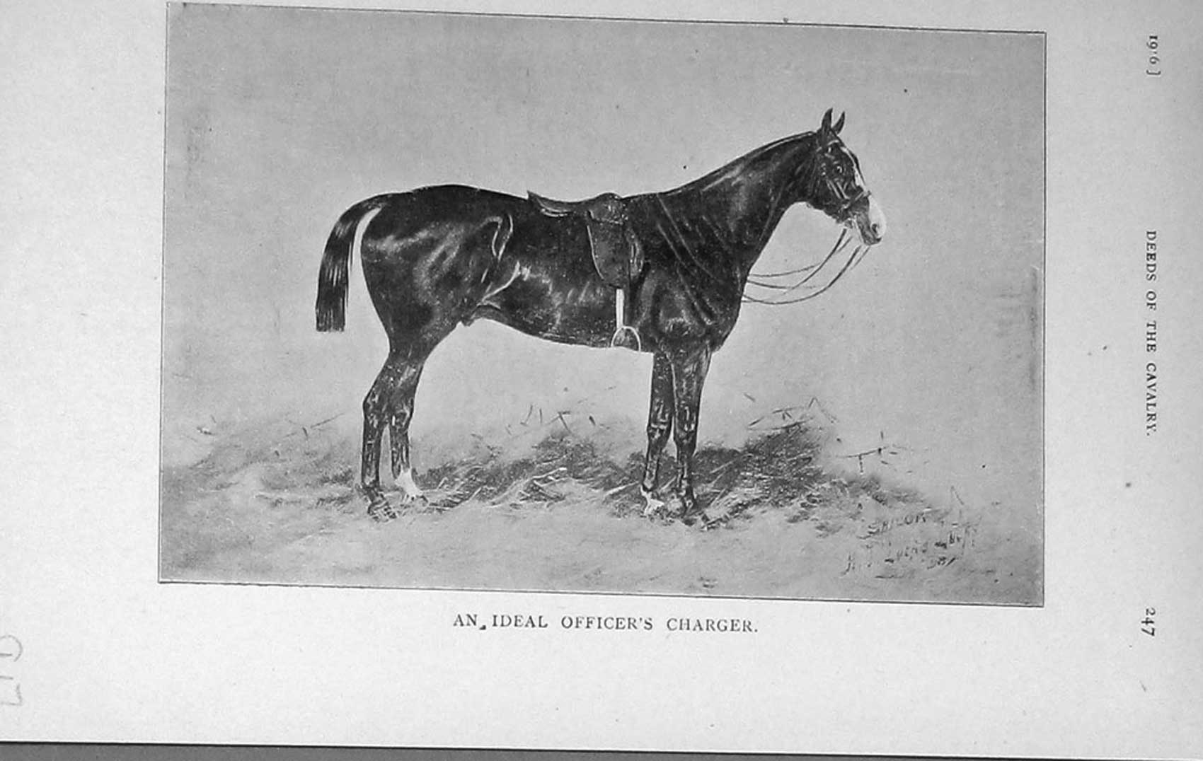 Original Old Antique Print 1916 Officers Charger Horse War Cavalry 20th Century